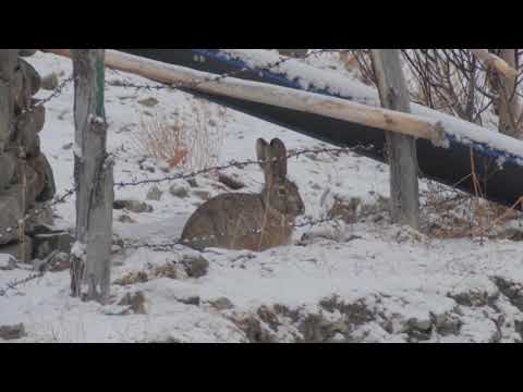 Woolly Hare (Lepus oiostolus)