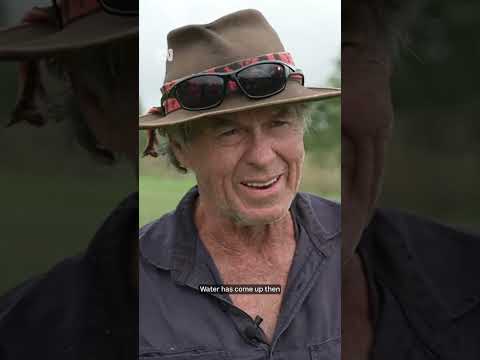 Northern New South Wales farmer rescues soggy koalas from rising floodwaters | ABC News