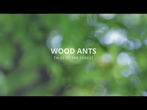 Relaxing Ants | Beautiful Forest Scenery | # 01