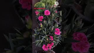 Hybrid Dianthus #dianthus #dainthus #seasonalplants  #shorts #Youtube #youtubeshorts  #youtubevideos