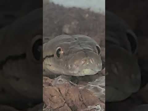 baby reticulated python waiting for dinner loves his food please like and sub appreciated