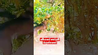 සැන්ඩි කෙල්ලගේ හුරතලේ(funy dog)#trending#viral#shorts