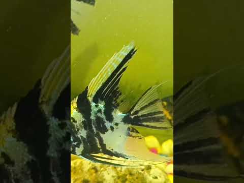 Acquarium #fish #colour #relaxing #music