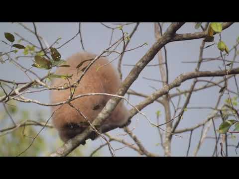 White-handed Gibbon (Hylobates lar)