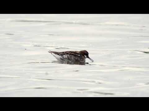 Red-necked Phalarope, Watermead CP, Leicester, May 2020.