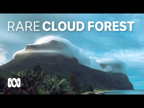 Lord Howe Island’s rain forest paradise in the clouds "like a fairy tale world"⛰️🌴☁️ | ABC Australia