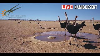 Namibia: Live stream in the Namib Desert