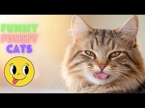 Funny Cat Videos Try Not To  Laugh 😺 Funny Cat Videos 😹 Funniest Cat Videos in The World😂 😹 Part 121