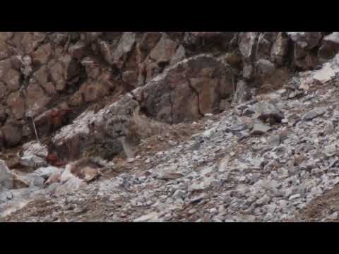 WILD SNOW LEOPARD, QINGHAI, CHINA.