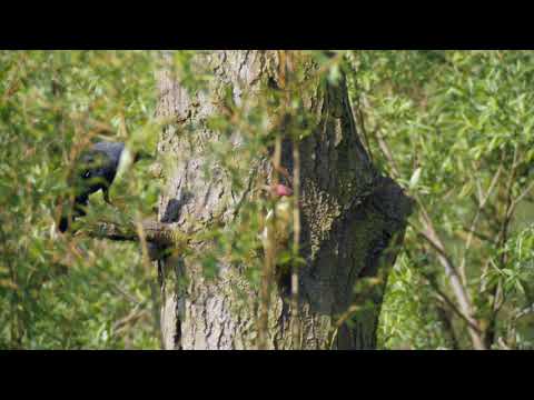 Green Woodpecker and Jackdaw