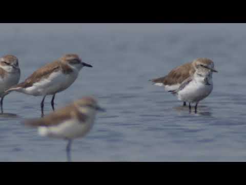 Spoon-billed Sandpiper (Calidris pygmaea)