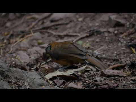 Greater Necklaced Laughingthrush (Garrulax pectoralis)