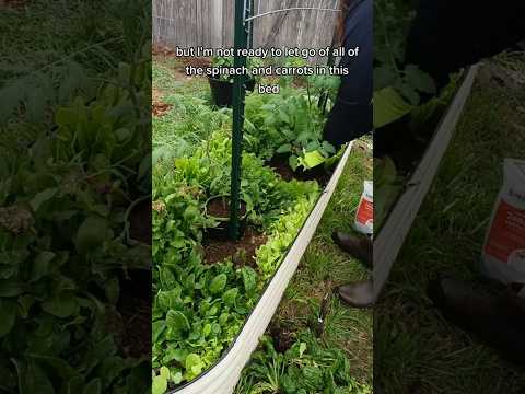 Intercropping tomatoes with spinach and carrots! #gardening #texasgarden