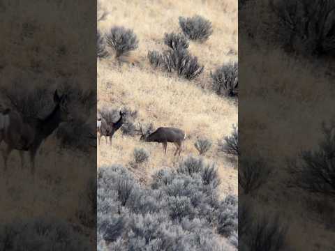 How WIDE Is This BUCK? #muledeer