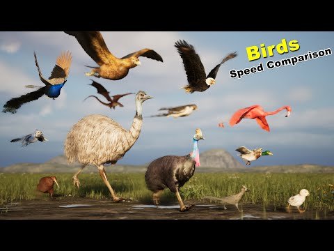 Birds Speed Comparison in 3D | Most Fastest birds | Fictional | Extinct birds | dragons