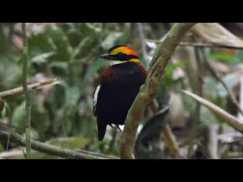 Malayan Banded Pitta (Hydrornis irena)