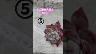 BASE新着入荷お知らせ💕可愛い苗5種類紹介#多肉植物 #succulent #ネットショッ#BASE#shorts