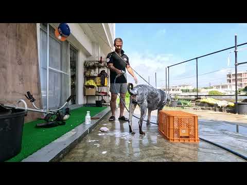 Rottweiler Bath Time