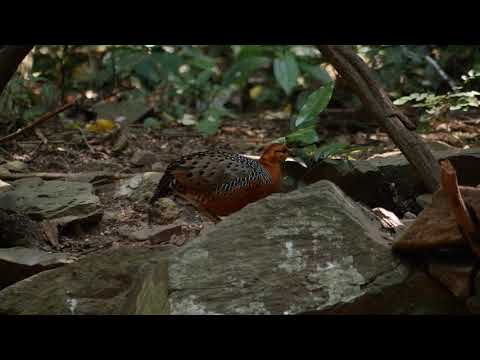 Ferruginous Partridge (Caloperdix oculeus)