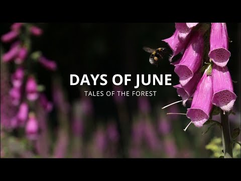 Foxglove And Fern | Summer Has Arrived | # 18