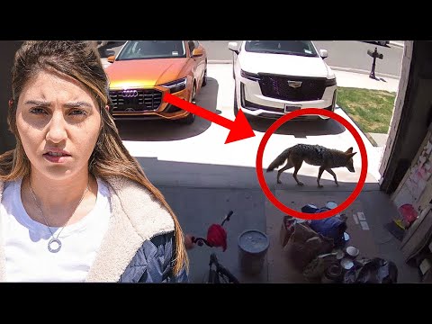 We Found a Coyote in our House! *security footage*