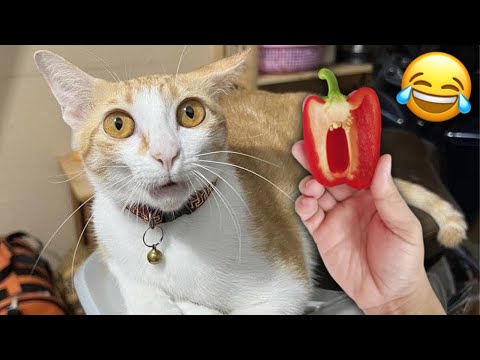 OMG! Funny Cats Videos😂|| Try Not To Laugh || Funny Pet’s Moments