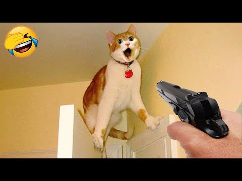 Trending Funny Animals 😍 Funniest Dogs and Cats 😹🐶 Part 35